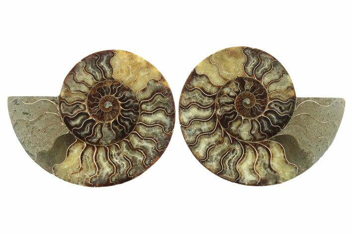 Cut & Polished, Agatized Ammonite Fossil - Madagascar #230075